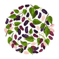 Mulberry Round Composition Design with Garden Fruit Growing Template vector