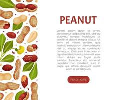 Peanut Natural Banner Design with Kernel Shell Template vector