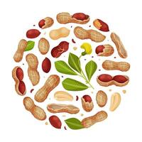 Peanut Natural Round Composition Design with Kernel Shell Template vector