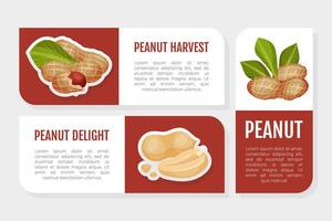 Peanut Natural Label Design with Kernel Shell Template vector
