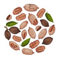 Pecan Nut Round Composition with Kernel and Shell Template vector