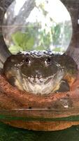 A close up of a large African bullfrog sitting inside a terracotta pipe, with a serene expression. The amphibian is surrounded by natural light and foliage in the background. photo