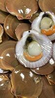 Fresh scallops displayed on ice. The open shells reveal succulent white scallop meat and vibrant orange roe, highlighting the seafood freshness and premium quality. photo