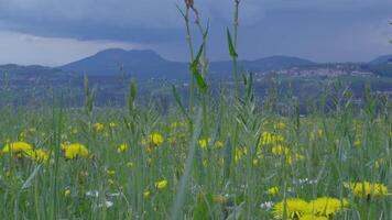 Lessinia Plateau Vibrant Flowers, Green Fields, and Majestic Cloudy Mountains video