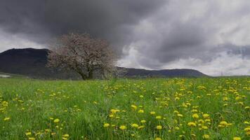 Lessinia paysage avec floraison blanc arbre, vert champ, et nuageux montagnes video