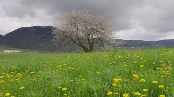 Blooming White Tree in Foreground with Meadow and Mountains in Lessinia video