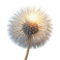 memorable baroque A single dandelion seedhead, backlit by the sun, delicate and ethereal, macro photography style professional png