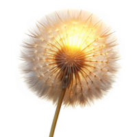 peaceful extraordinary A single dandelion seed head, backlit by a golden sunset, delicate fibers glowing, intricate details visible, macro photography style refined png