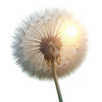 nostalgic magnificent A single dandelion seedhead, backlit by the sun, delicate and ethereal, macro photography style flawless png
