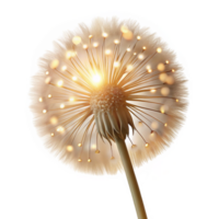 majestic exceptional A single dandelion seedhead, backlit by golden sunlight, bokeh effect, delicate and ethereal, png