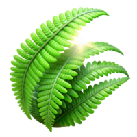 distinctive geometric A lush, green fern unfurling in a beam of iridescent sunlight filtering through a dense rainforest canopy. Photorealistic, National Geographic style perfect clarity png
