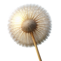 majestic intense victorian A single dandelion seed head, backlit by the sun, delicate and ethereal, macro photography, original png