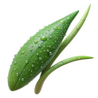 dreamy captivating A single blade of grass covered in dew, macro photography, detailed and intricate style 8K png