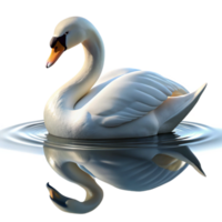 dramatic gorgeous A graceful swan gliding across a still lake, its reflection shimmering in the water, in a serene, elegant style professional png