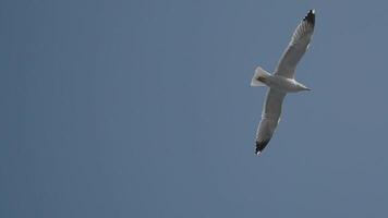 Seagull soaring high above the shoreline on a clear day video
