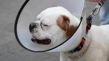 Dog with cone enjoys a walk in the park on a sunny day video