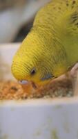 Budgerigar eats seeds in a cozy setting video