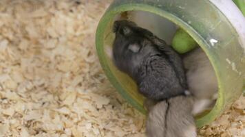 Hamsters playing in a tube in a pet habitat video