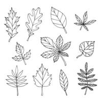 Set of hand drawn doodle sketch leaves isolated on white background vector