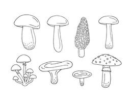 Set bundle of hand drawn doodle sketch mushroom vector