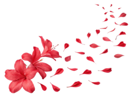 Beautiful azalea flowers in vibrant red hues gracefully scatter their petals, creating stunning visual display of nature elegance png