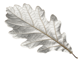 stunning silver leaf showcases intricate details and textures, reflecting light beautifully while adding elegance to any design png