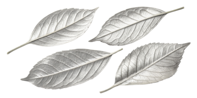 Silver leaves create stunning visual display with their intricate textures and elegant shapes, perfect for adding touch of nature beauty png