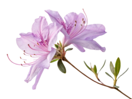 Azalea flowers bloom beautifully with delicate petals showcasing soft lavender hues and intricate details that captivate eye png