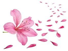 beautiful azalea flower with delicate pink petals gracefully disperses into air, creating serene and enchanting atmosphere png
