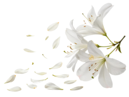 Delicate azalea flowers gracefully scatter their petals, creating serene and beautiful scene that captures essence of nature elegance png