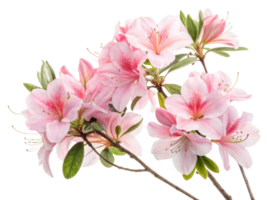 Beautiful azalea flowers bloom in soft pink hues, showcasing delicate petals and vibrant details that bring joy to any garden png