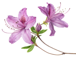 Azalea flowers bloom beautifully with delicate petals showcasing shades of purple and green leaves adding vibrant touch to any garden png