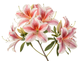 Beautiful azalea flowers bloom gracefully, showcasing their delicate petals and vibrant colors, creating stunning natural display png