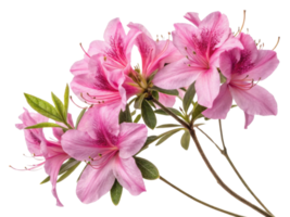 Beautiful azalea flowers bloom in soft pink hues, showcasing delicate petals and vibrant details that captivate senses png