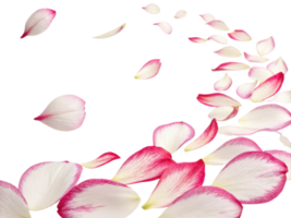 Falling azalea flower petals create beautiful and serene scene, evoking feelings of tranquility and grace png