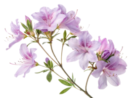 Beautiful azalea flowers bloom gracefully, showcasing delicate petals in shades of purple and pink, creating serene and vibrant atmosphere png
