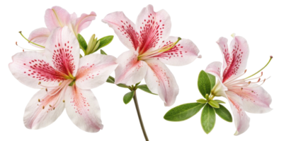 Beautiful azalea flowers bloom with delicate petals showcasing vibrant colors and intricate patterns, creating stunning display of nature artistry png