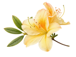 beautiful azalea flower in soft yellow hues showcases delicate petals and vibrant stamens, perfect for adding elegance to any setting png