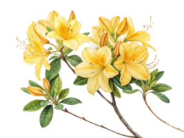 Beautiful azalea flowers bloom vibrantly, showcasing their delicate petals and lush green leaves, creating serene and joyful atmosphere png