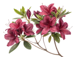 Beautiful azalea flowers bloom vibrantly, showcasing their rich colors and delicate petals, creating stunning floral display png