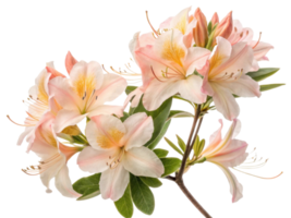 Azalea flowers bloom beautifully with delicate petals showcasing soft pink and white hues, creating stunning floral display png