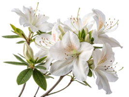 Beautiful azalea flowers bloom gracefully, showcasing their delicate petals and vibrant green leaves, creating serene and uplifting atmosphere png
