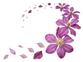 beautiful clematis flower gracefully swirls with delicate petals, creating stunning visual display of nature elegance png