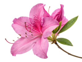 beautiful azalea flower showcases delicate pink petals and vibrant details, symbolizing grace and elegance in nature design png