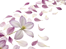 Clematis petals gracefully scatter, creating beautiful display of delicate flowers that evoke sense of tranquility and elegance png