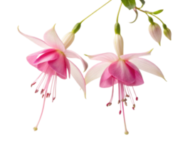 Fuchsia flower blooms display delicate petals in shades of pink and white, creating stunning visual that evokes beauty and grace png