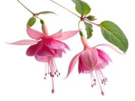 Fuchsia flowers bloom gracefully with delicate petals showcasing vibrant pink hues, creating stunning visual display in any garden setting png