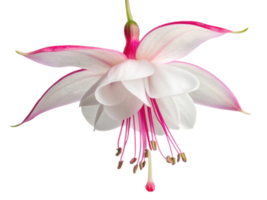 stunning fuchsia flower showcases delicate petals in shades of pink and white, radiating beauty and elegance in nature design png