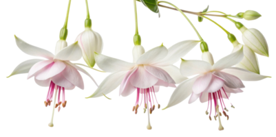Fuchsia flowers bloom gracefully with delicate petals showcasing soft pink hues and vibrant stamen creating stunning visual display png