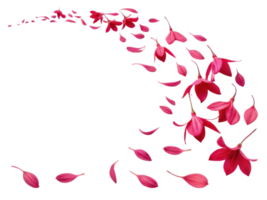 Fuchsia petals gracefully drift through air, creating beautiful scene filled with vibrant flower beauty and elegance png